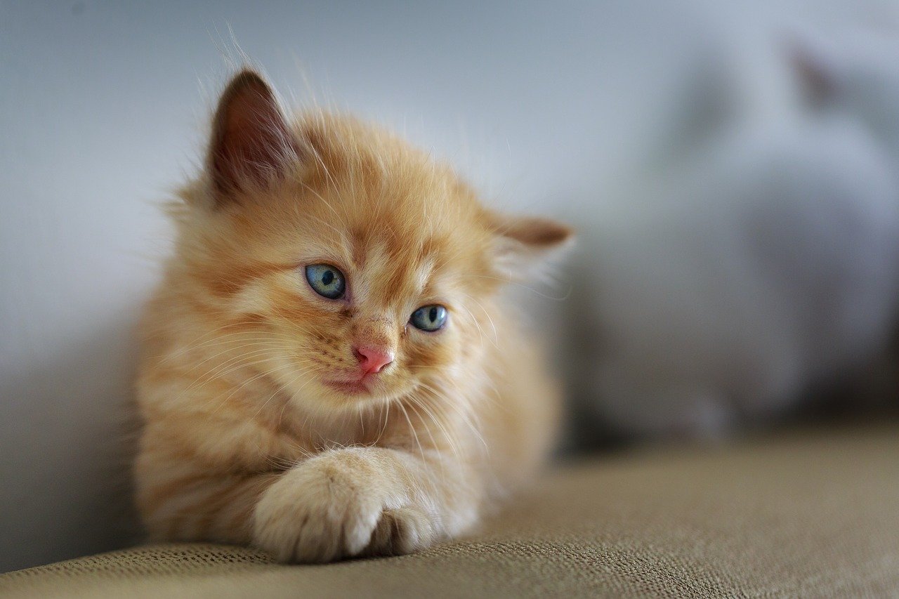 Co zrobić, gdy kot nasika na dywan, kanapę lub zasłonę?