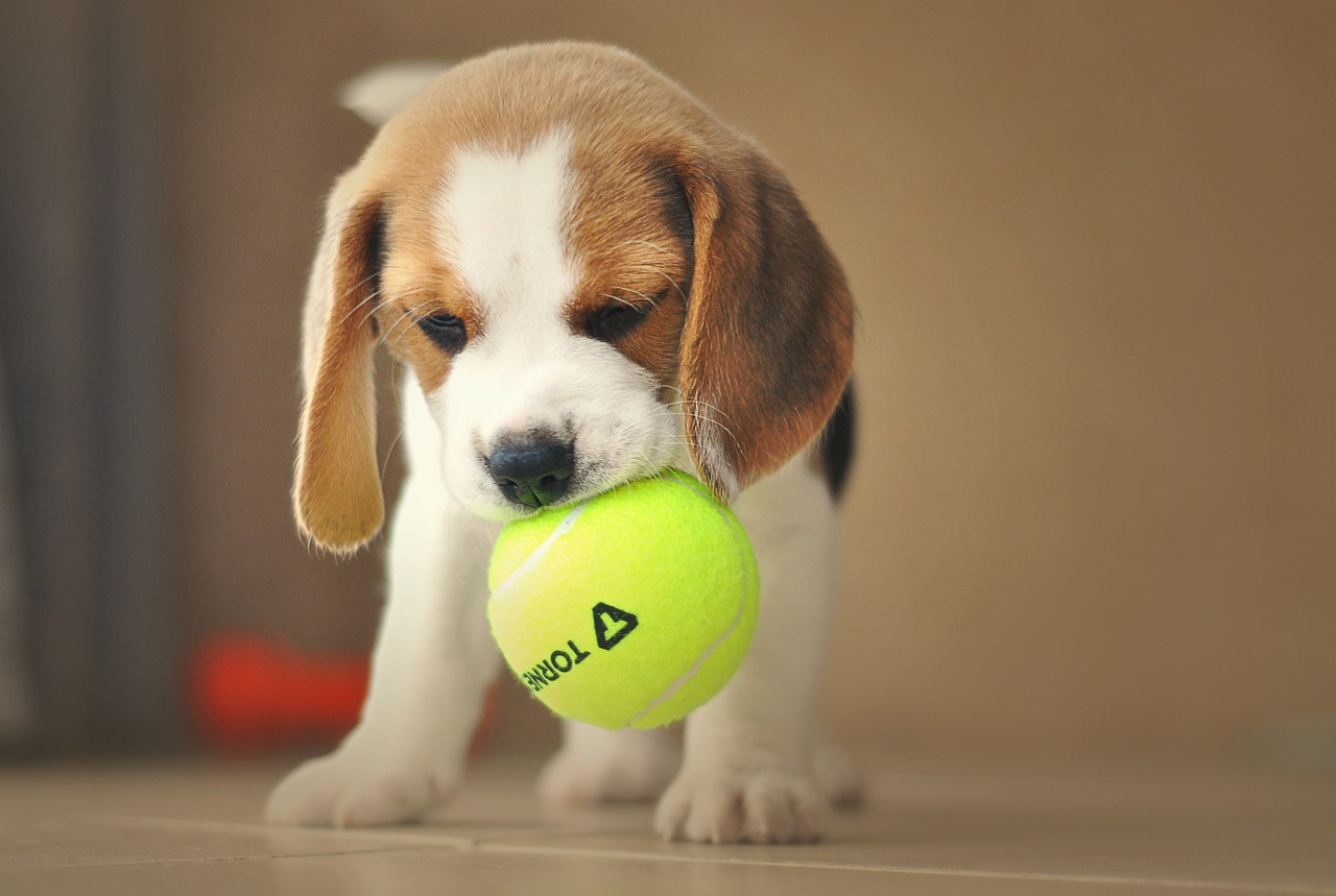 Co warto wiedzieć o beagle zanim zdecydujesz się na takiego psa?