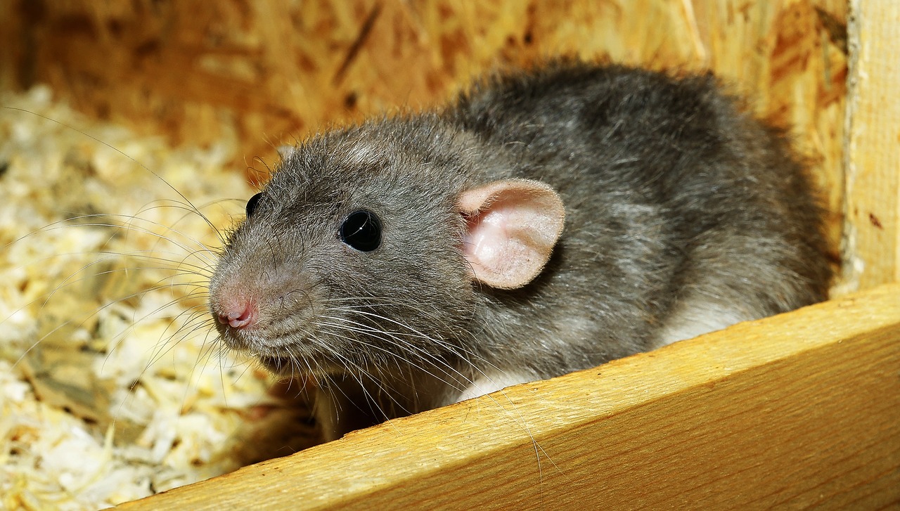 Szczur domowy – jak go karmić?