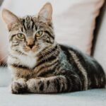 Zabawki dla kota – praktyczny poradnik dla właścicieli domowych pupili